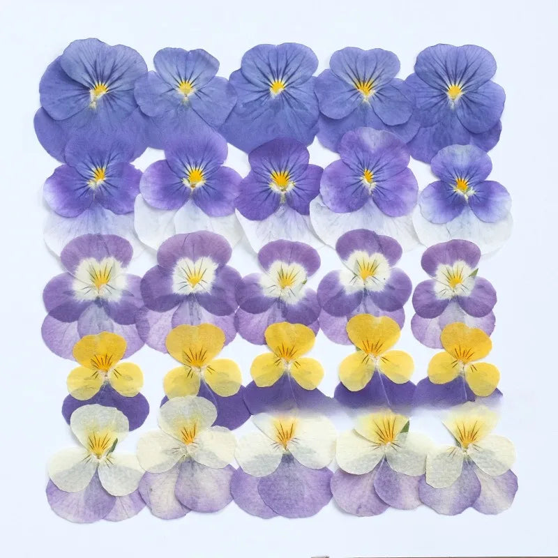 Multicolor Natural Pressed Dried Flowers Violet Pansy for DIY Resin Art Fillings Real Dried Flower Nail Art Makingup Decoration