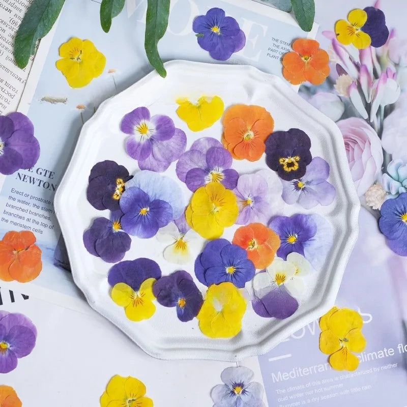 Multicolor Natural Pressed Dried Flowers Violet Pansy for DIY Resin Art Fillings Real Dried Flower Nail Art Makingup Decoration