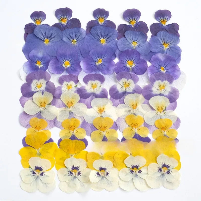 Multicolor Natural Pressed Dried Flowers Violet Pansy for DIY Resin Art Fillings Real Dried Flower Nail Art Makingup Decoration