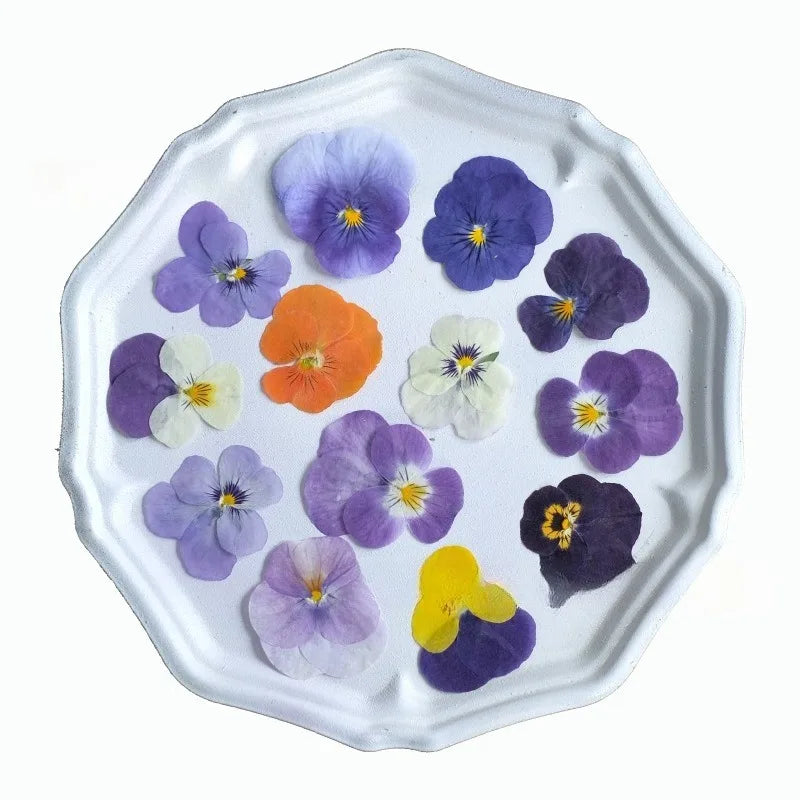 Multicolor Natural Pressed Dried Flowers Violet Pansy for DIY Resin Art Fillings Real Dried Flower Nail Art Makingup Decoration