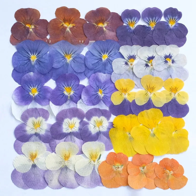 Multicolor Natural Pressed Dried Flowers Violet Pansy for DIY Resin Art Fillings Real Dried Flower Nail Art Makingup Decoration
