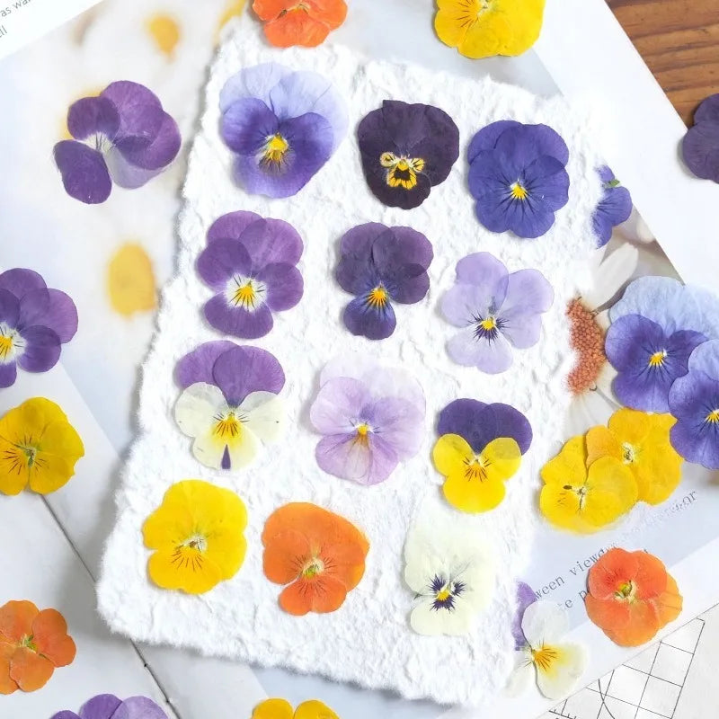 Multicolor Natural Pressed Dried Flowers Violet Pansy for DIY Resin Art Fillings Real Dried Flower Nail Art Makingup Decoration