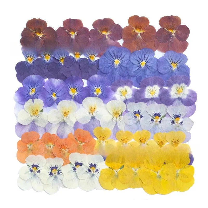 Multicolor Natural Pressed Dried Flowers Violet Pansy for DIY Resin Art Fillings Real Dried Flower Nail Art Makingup Decoration